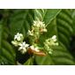Psychotria nervosa; wild coffee