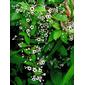 Paederia foetida L.