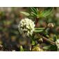 Spermacoce prostrata; Prostrate buttonweed