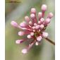 Southern Squinancywort (Asperula aristata subsp. scabra)